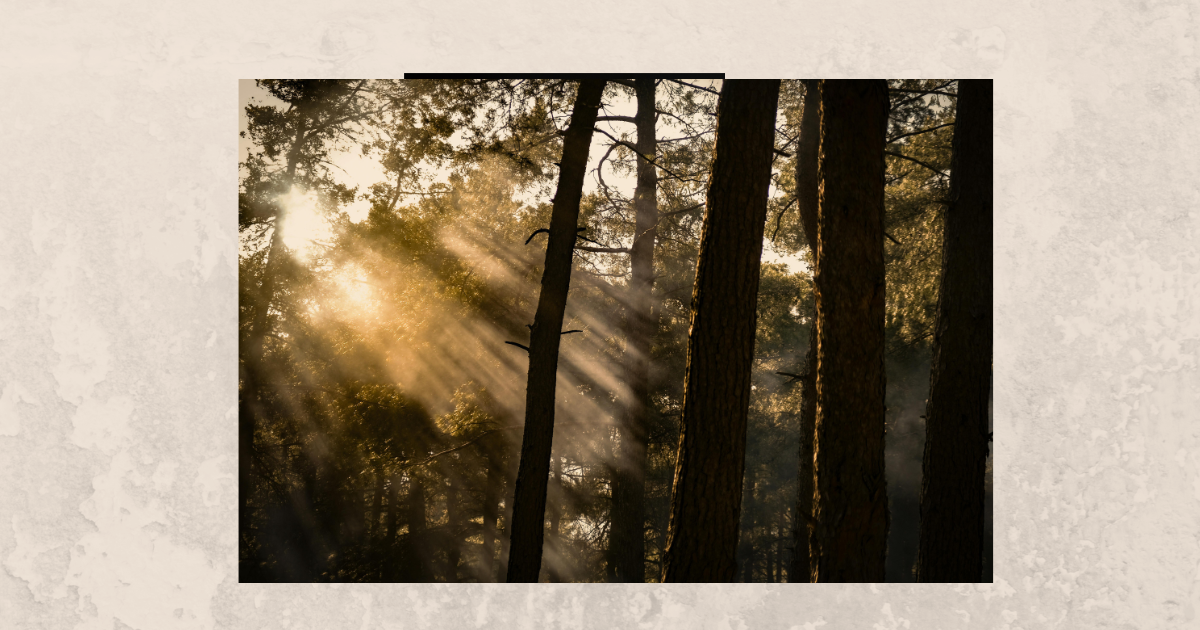 こもれびのような光を求め続ける